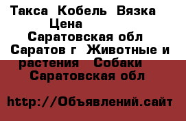 Такса. Кобель. Вязка. › Цена ­ 2 000 - Саратовская обл., Саратов г. Животные и растения » Собаки   . Саратовская обл.